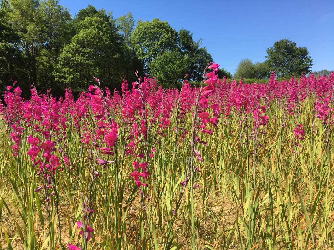 Gladiolus x byzantinus